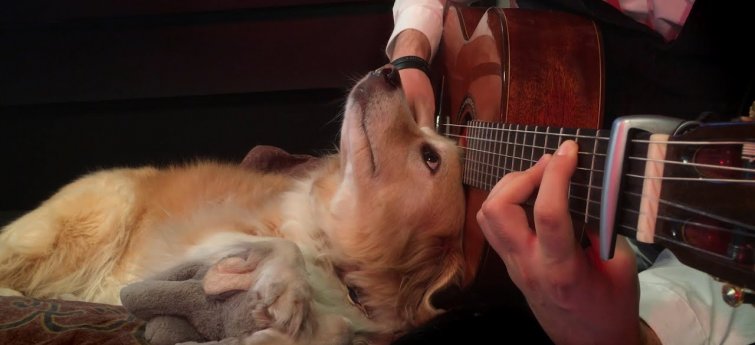 magie Duidelijk maken Misbruik Houden honden van muziek? - Hondencentrum