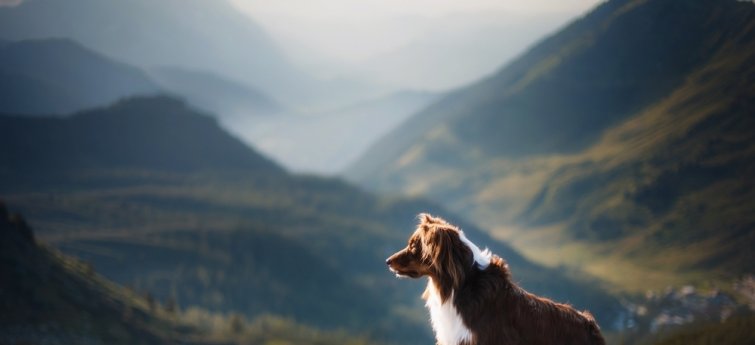 oostenrijk vakantie met hond