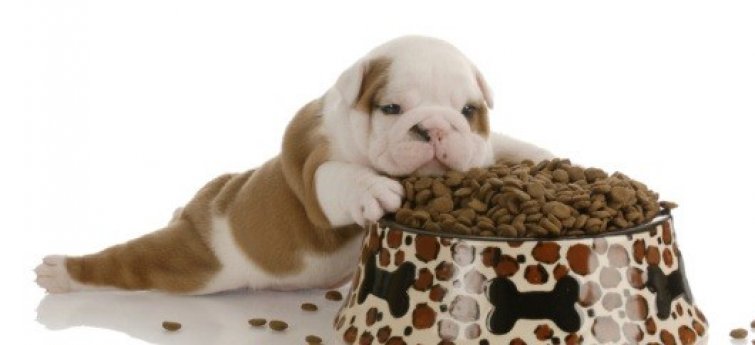 Vanaf wanneer eten puppy’s volwassen hondenvoeding?