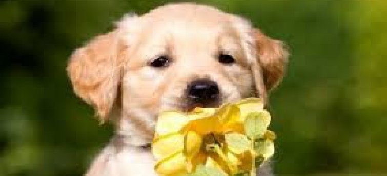 Puppy met bloemen
