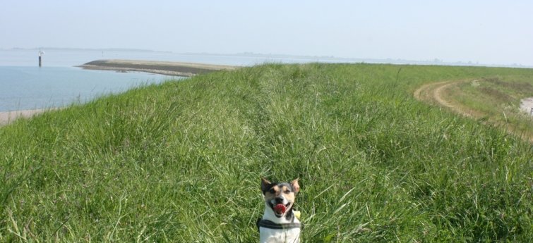 Vakantie Nederland hond