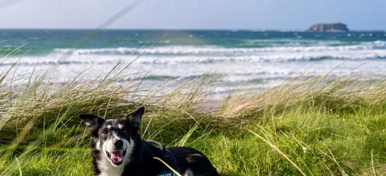 vakantie zeeland met hond