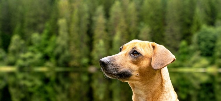 vakantie zwarte woud met hond