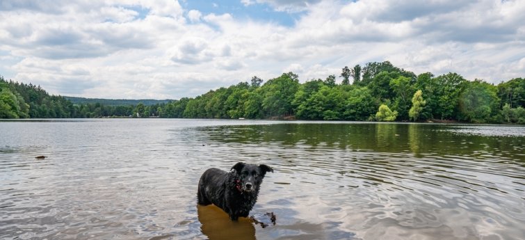 Vakantiehuis met hond Eifel