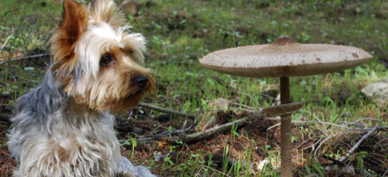Wat een hond niet mag eten