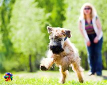 6 snelle activiteiten voor jou en je hond