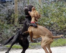 Agressie bij honden : wat doe je als honden vechten?