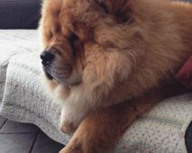 Chilling chow chow