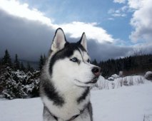 De Siberische Husky, niet zomaar een hond