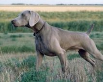 De behandeling en preventie van letsels van een jachthond