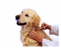 De effecten van Parvovirose op de gezondheid van honden