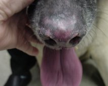 Discoïde lupus bij honden