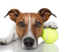 Een betere hond door sterilisatie?