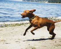 Een bron van energie voor je hond