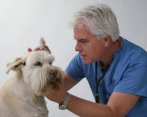 Enkele basistips om je hond goed te verzorgen
