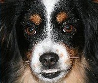 Essentiële vetzuren voor honden