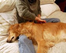 Geef je hond een massage