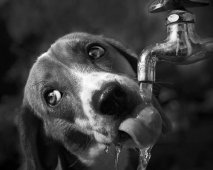 Hond drinkt water uit kraan