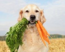 Gezonde voeding voor uw hond