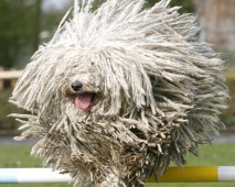Haarverlies bij honden