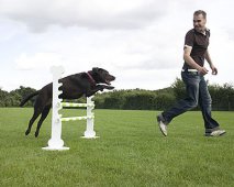Het belang van herhaling tijdens het trainen van de hond