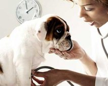 Hondenverzekering: Verzeker je hond en slaap op beide oren? Of toch niet?