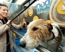 Honden wassen in een handomdraai