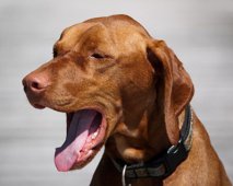 Is hoesten bij honden gevaarlijk?