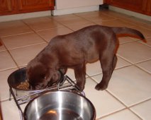 Leer je hond goede eetgewoontes