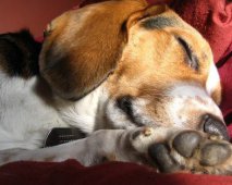 Maagtorsie: Een probleem bij honden
