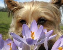 Natuurlijke manieren om je hond te verzorgen
