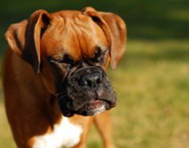 Omgekeerd niezen of reverse sneezing bij je hond