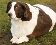 Overgewicht bij honden