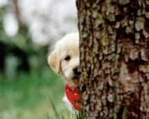 Puppycursus - De puppy ontwikkelingsfasen