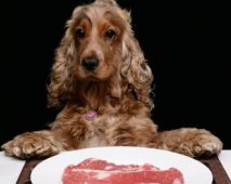 Rauw vlees voor je hond