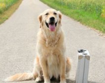 Reizen met je hond
