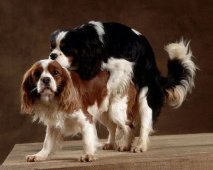 Seksueel overdraagbare ziektes (SOA's) bij honden