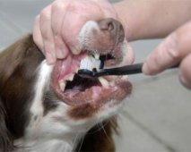 Tandverzorging bij honden