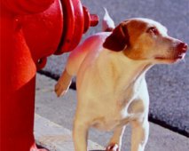 Urinewegeninfectie bij je hond