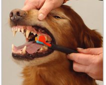 Verzorg het gebit van je hond