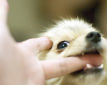 Waarom je puppy bijt en vijf manieren om hem dit af te leren