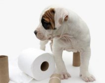 wc papier puppy