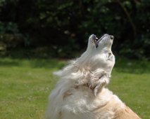 Hoe je hond het ‘stop met blaffen’-bevel kan aanleren