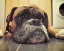 Tekenen dat je hond zich verveelt – en hoe het te verhelpen