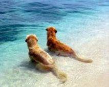 Honden zee