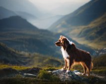 oostenrijk vakantie met hond