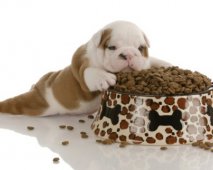 Vanaf wanneer eten puppy’s volwassen hondenvoeding?