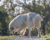 vakantie zuid frankrijk met hond