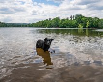Vakantiehuis met hond Eifel