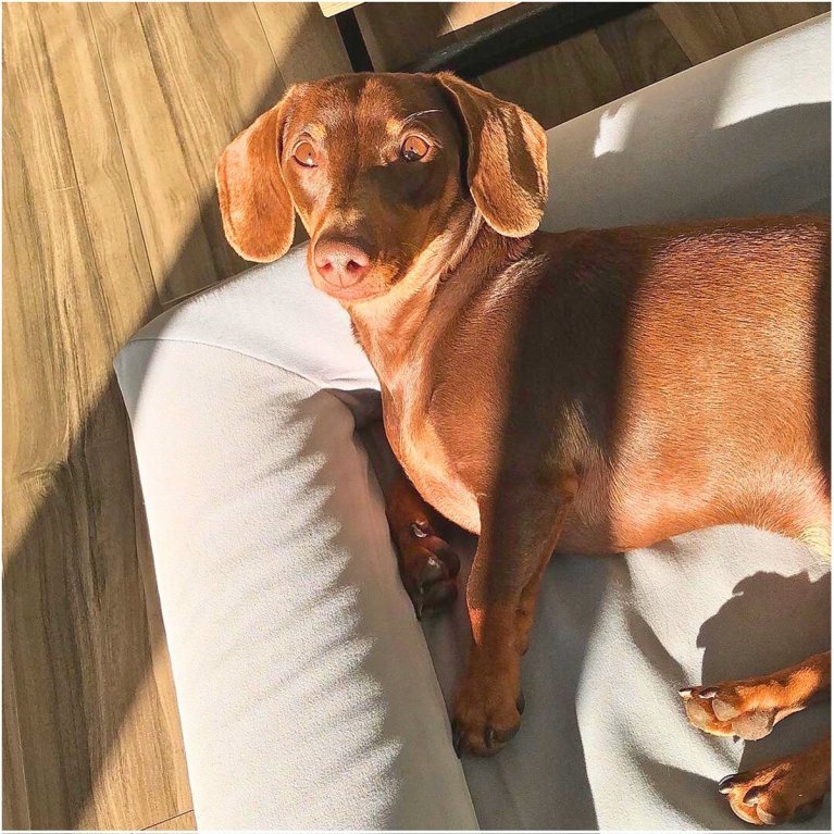 beste orthopedische hondenmand buddy beds